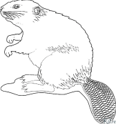 beaver Coloring Pages To Print